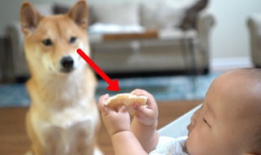 人狗交配视频,伦理争议与科学真相